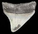 Serrated Posterior Juvenile Megalodon Tooth #45838-1